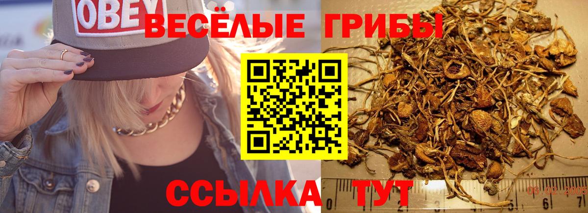 Псилоцибиновые грибы GOLDEN TEACHER Осинники